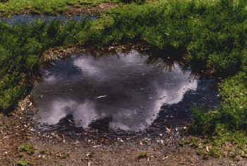 Three worlds — pond reflection
